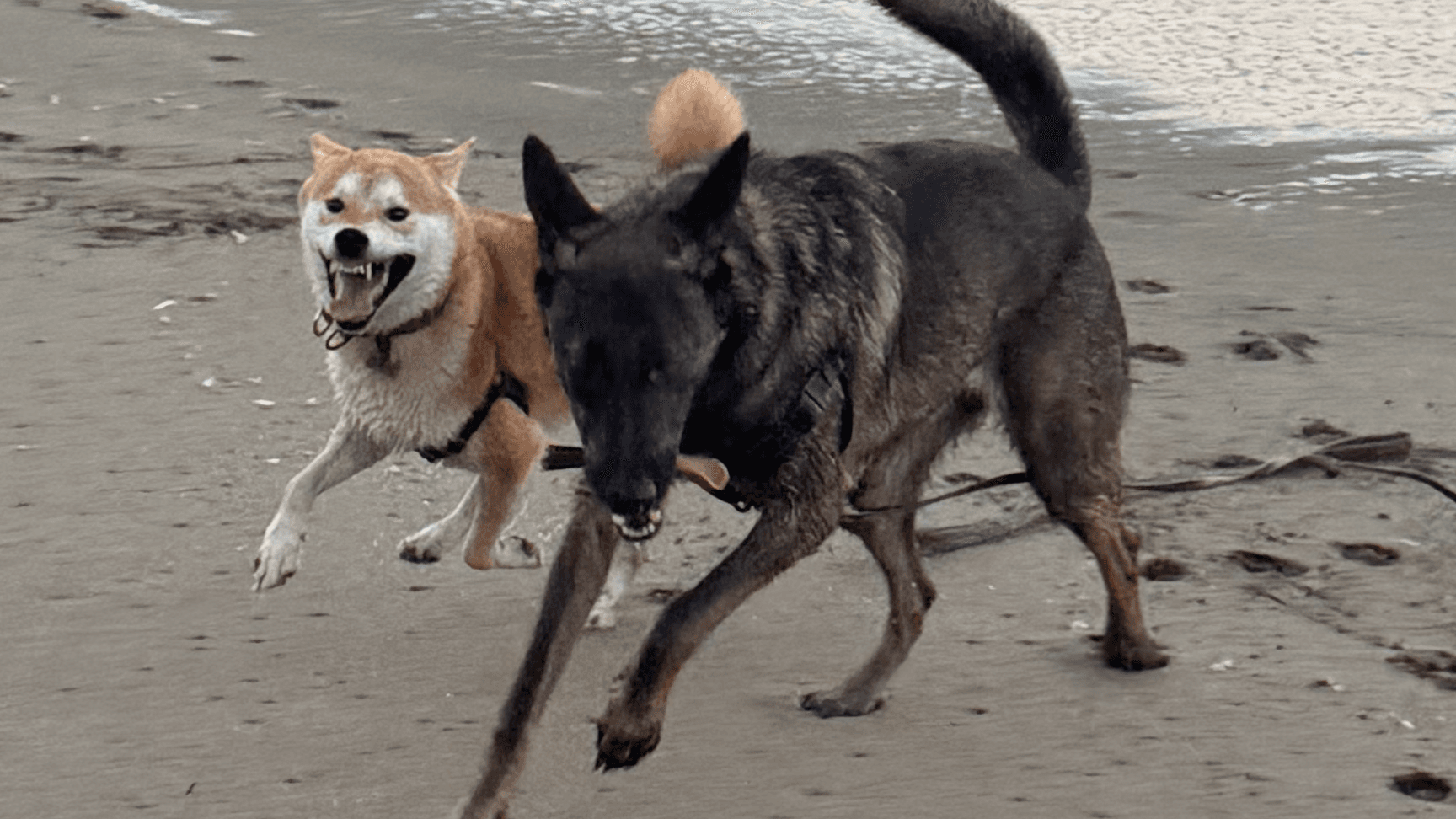 FUN GAME: Tail Wag Direction = What does it mean?