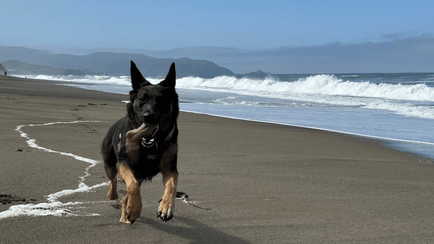 On/Off Leash BUNDLE & Come When Called!