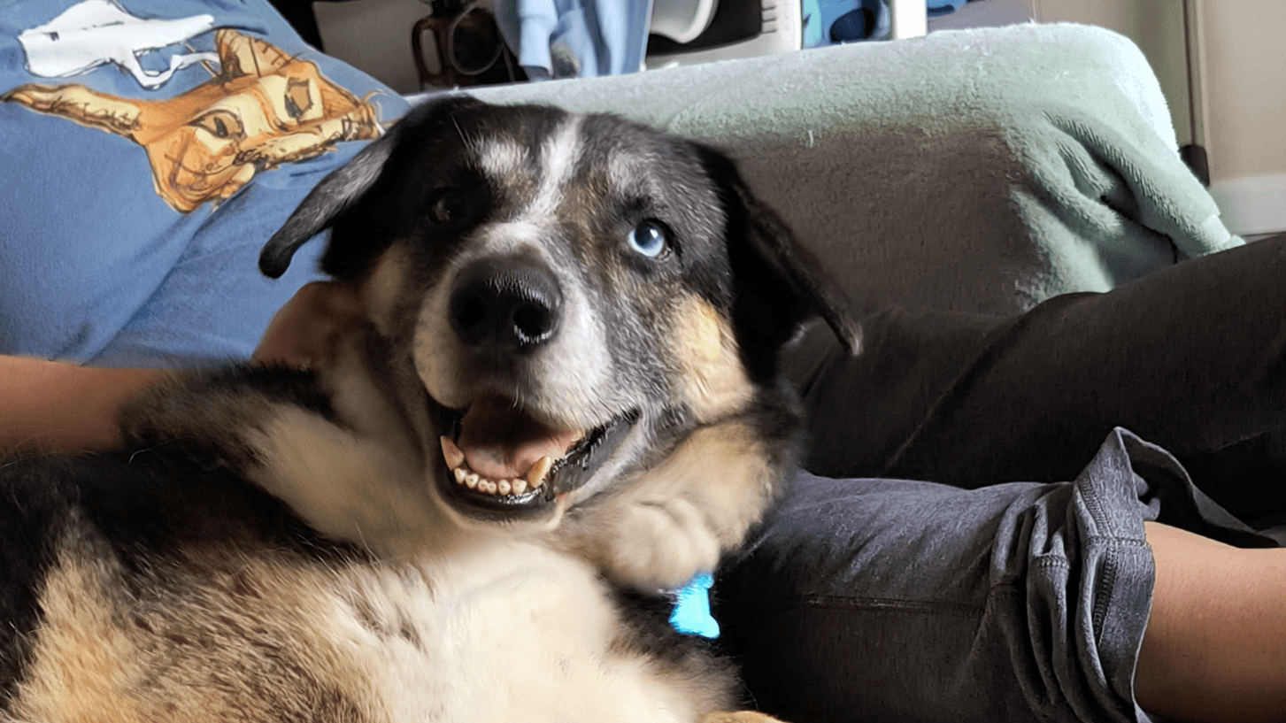 Micro-Guide for the Noise Sensitive Dog!