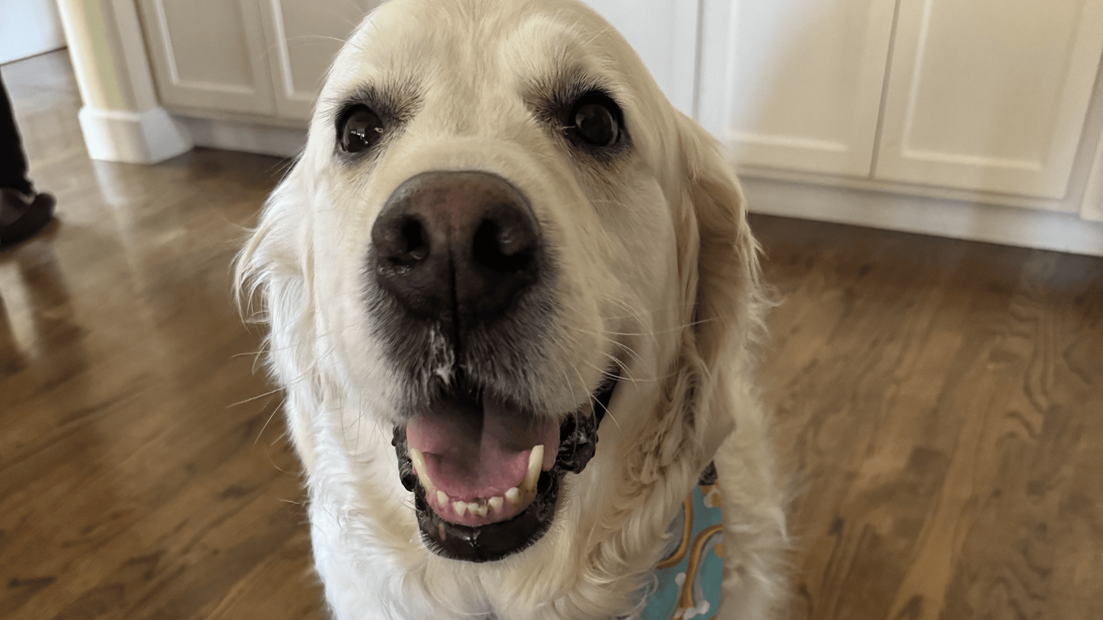 4 Steps to (almost) ANY Behavior!