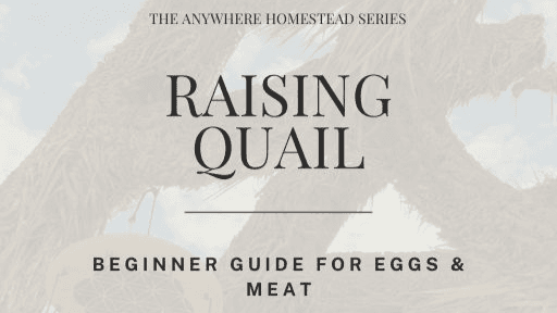 Raising Quail Guide