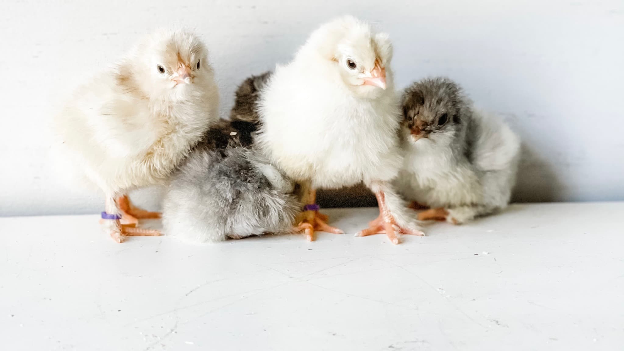 New Chicken Owner Guide