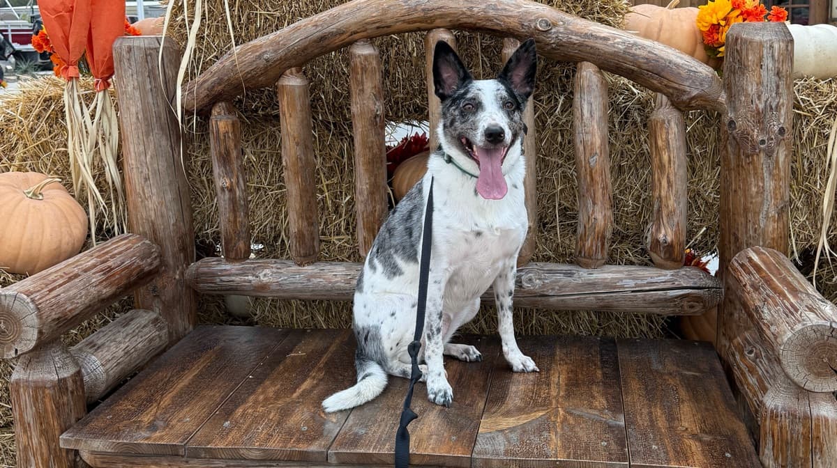 4-6 week Advanced Offleash Obedience Board & Train