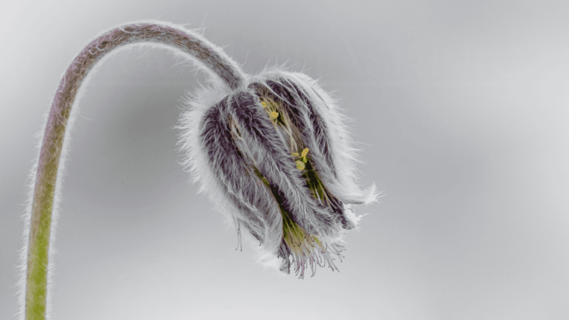 Remedies Revealed~Materia Medica