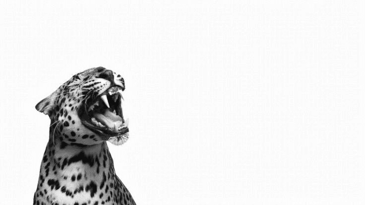 Sovereign State Creative Mentorship 