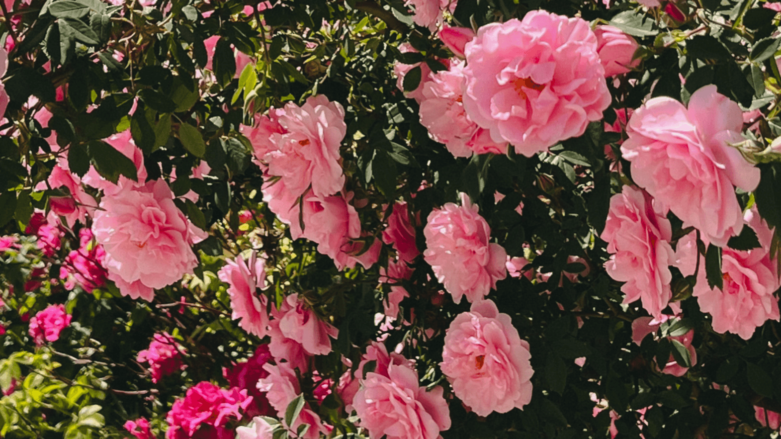Guide to D.C. Area Garden & Horticulture Clubs