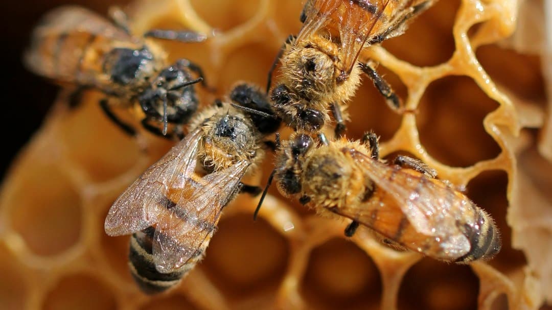 We answer questions about beekeeping!