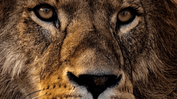 Manifest Like Royalty eBook and eJournal