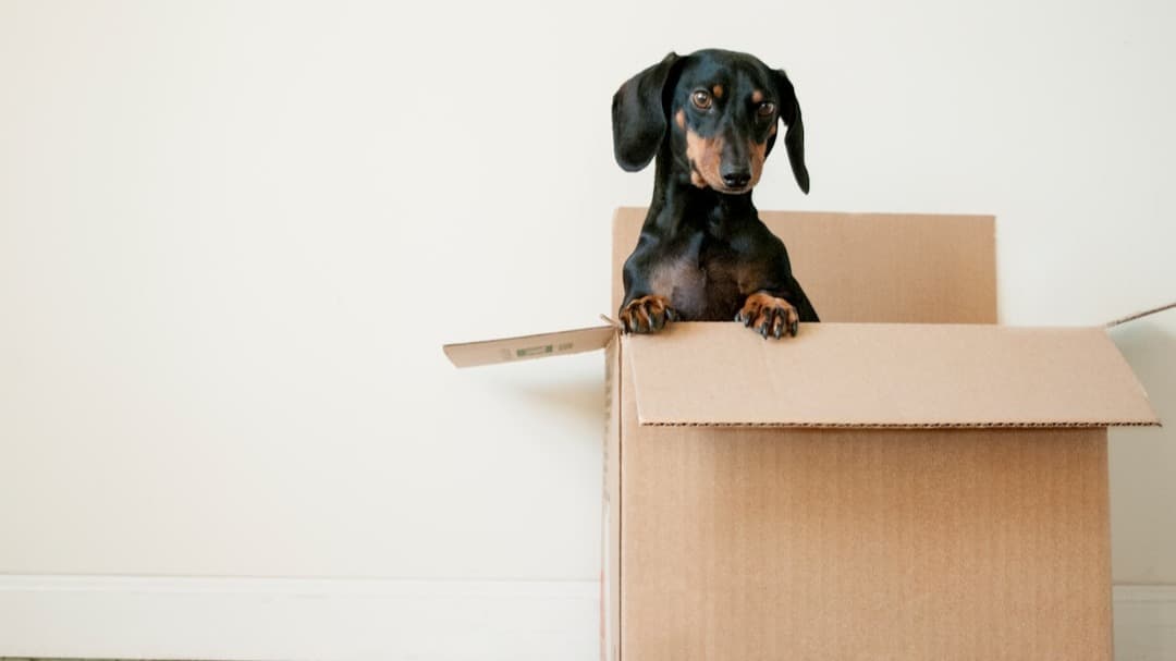 Week-by-Week Moving Guide