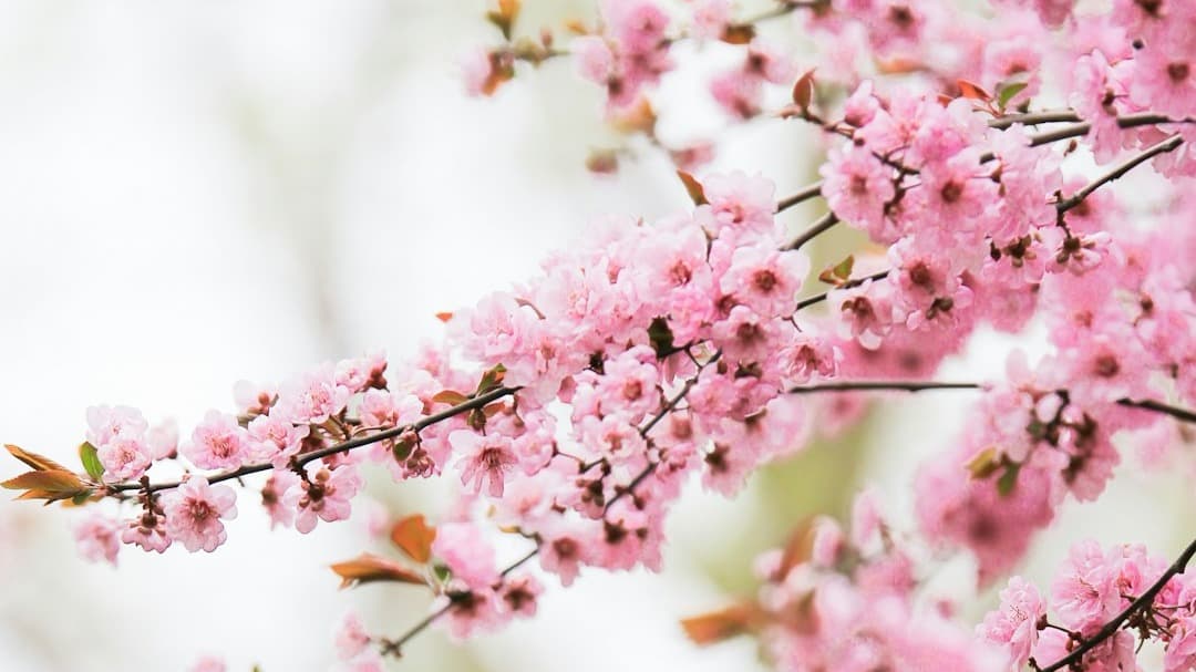 8 - Days Japan Travel Itinerary