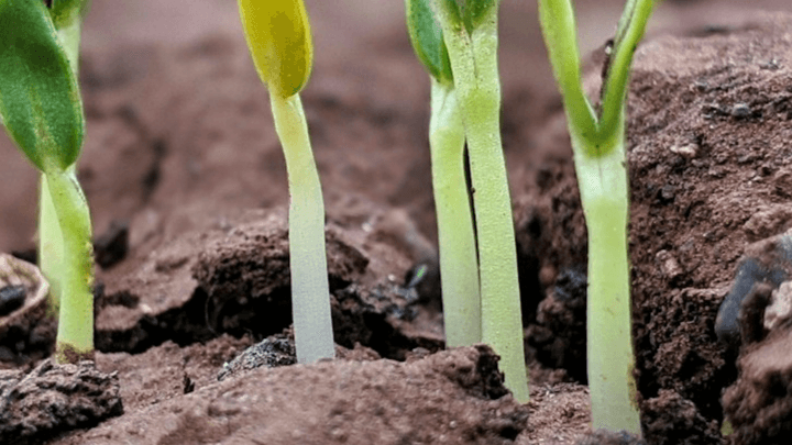 NEW LIFE — New Believer Foundations