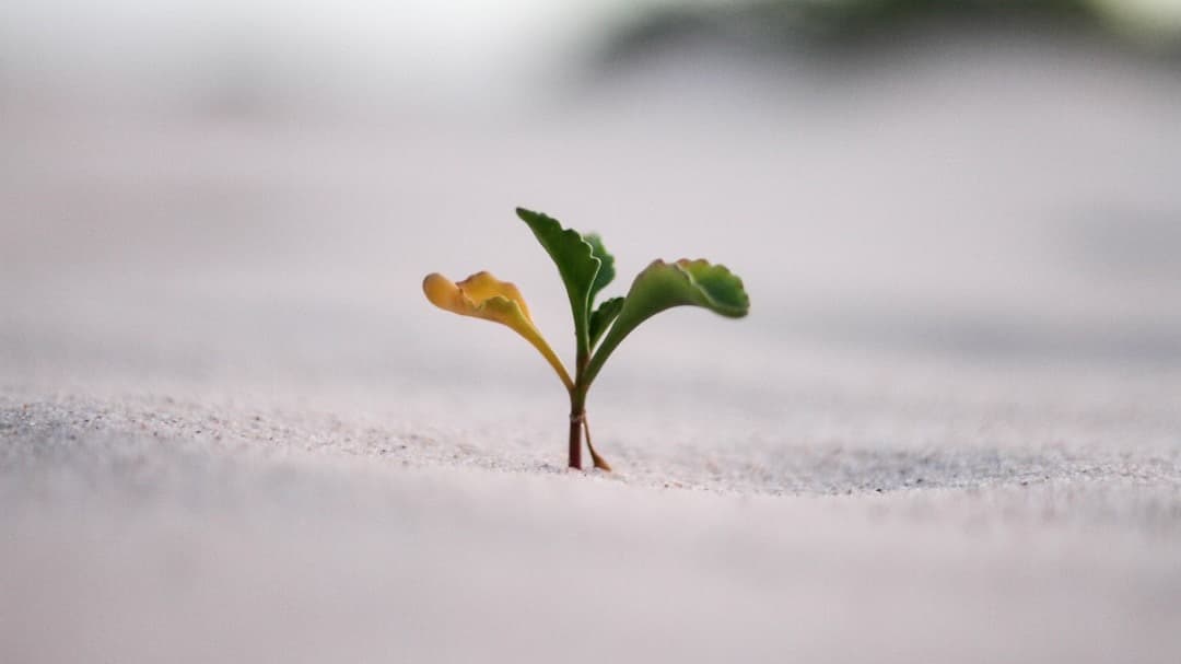 Rebuild Within: 12-Week Private Coaching (BW)