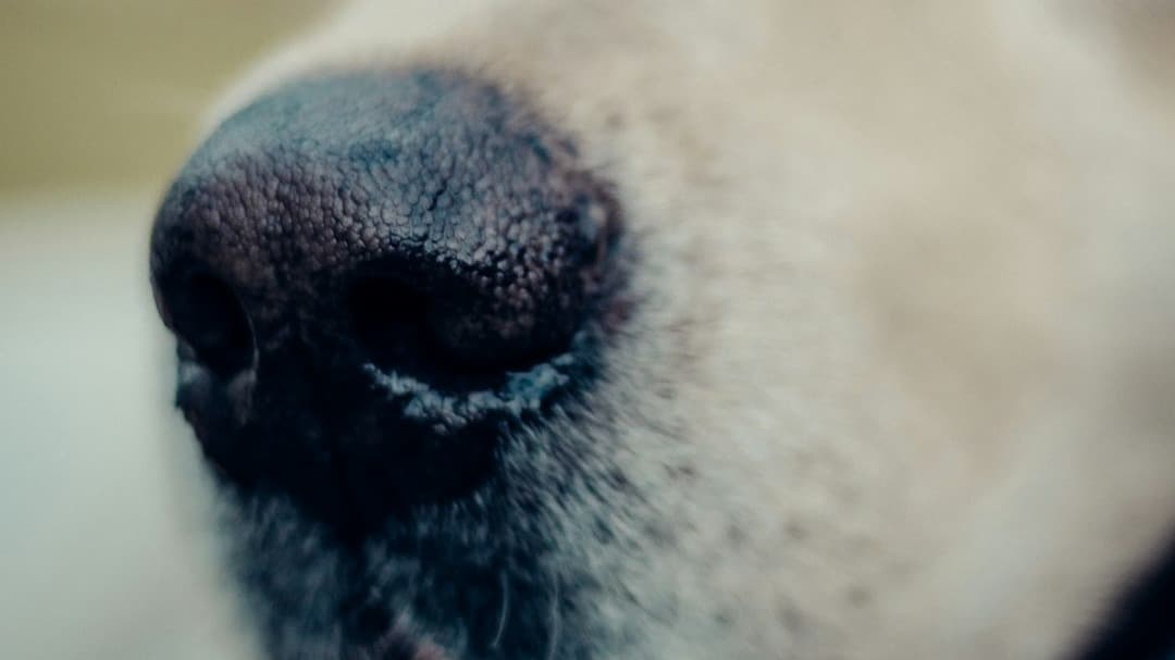 Enrichment Through the Nose: Dog Nosework 101