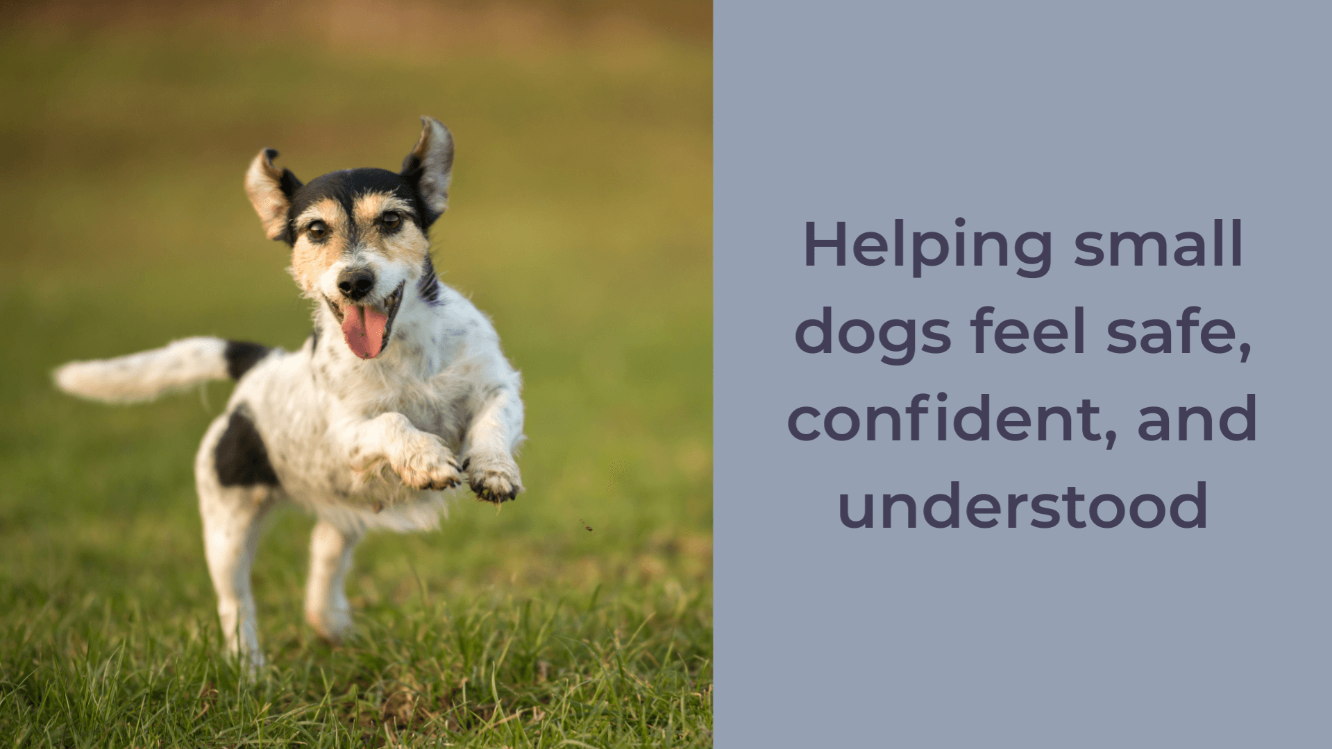 The Small Dog Support System