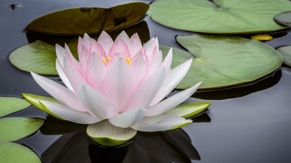 The 7 Day Catalyst to Get Unstuck