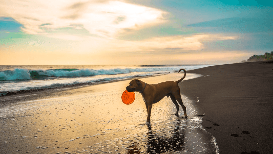 Custom 2026 Pet Life Vision Board Kit