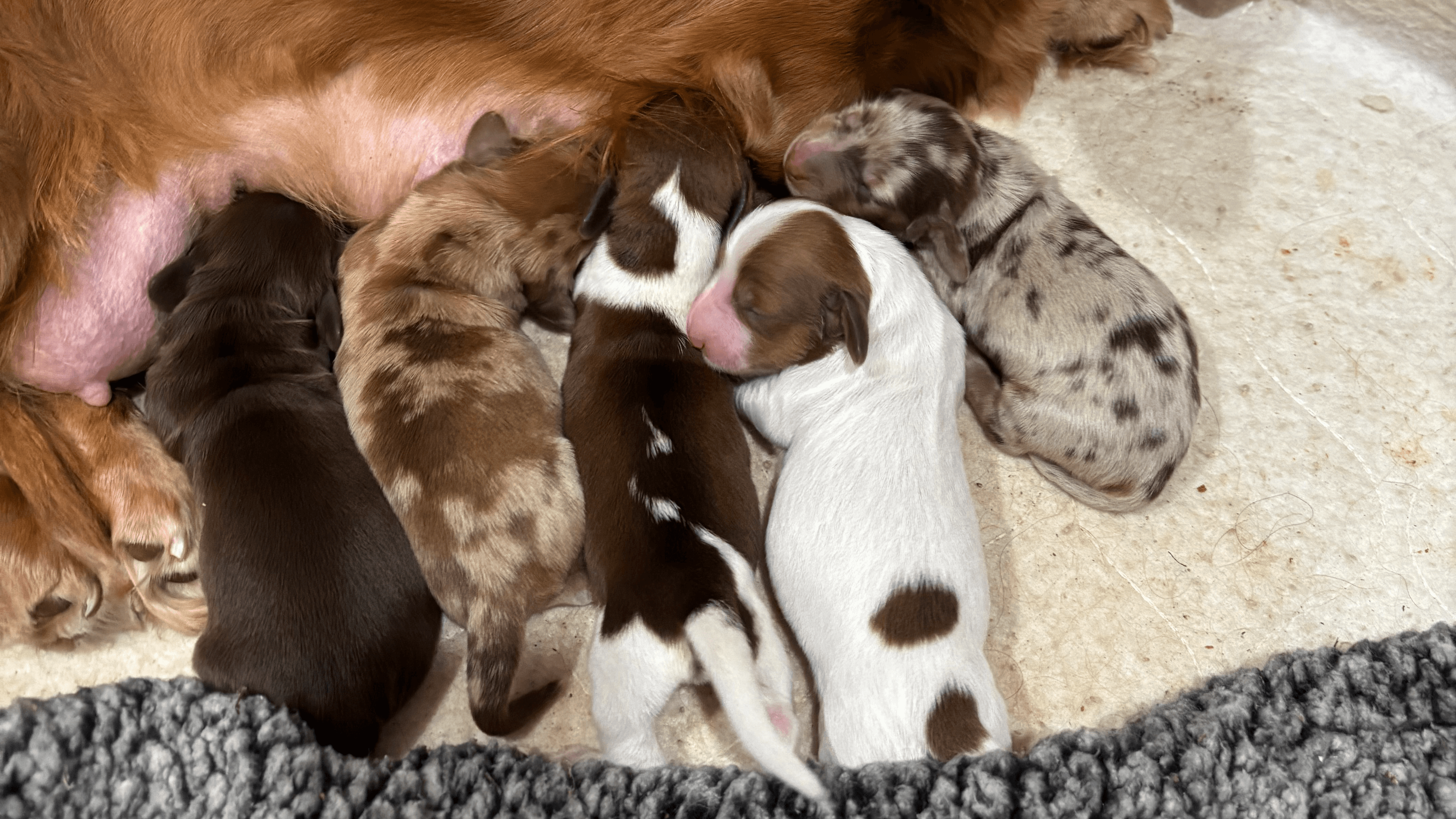Puppy Housetraining Manual