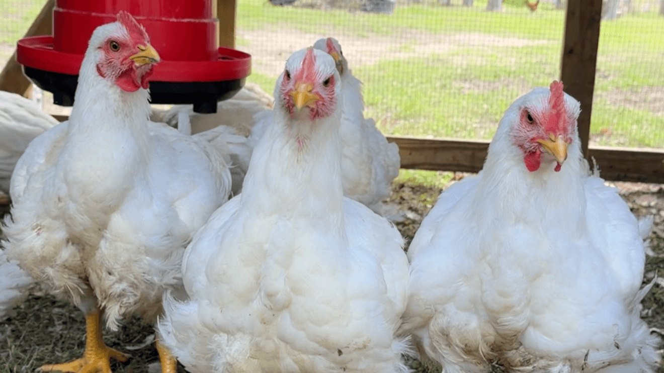 Pasture to Plate: The Bundle