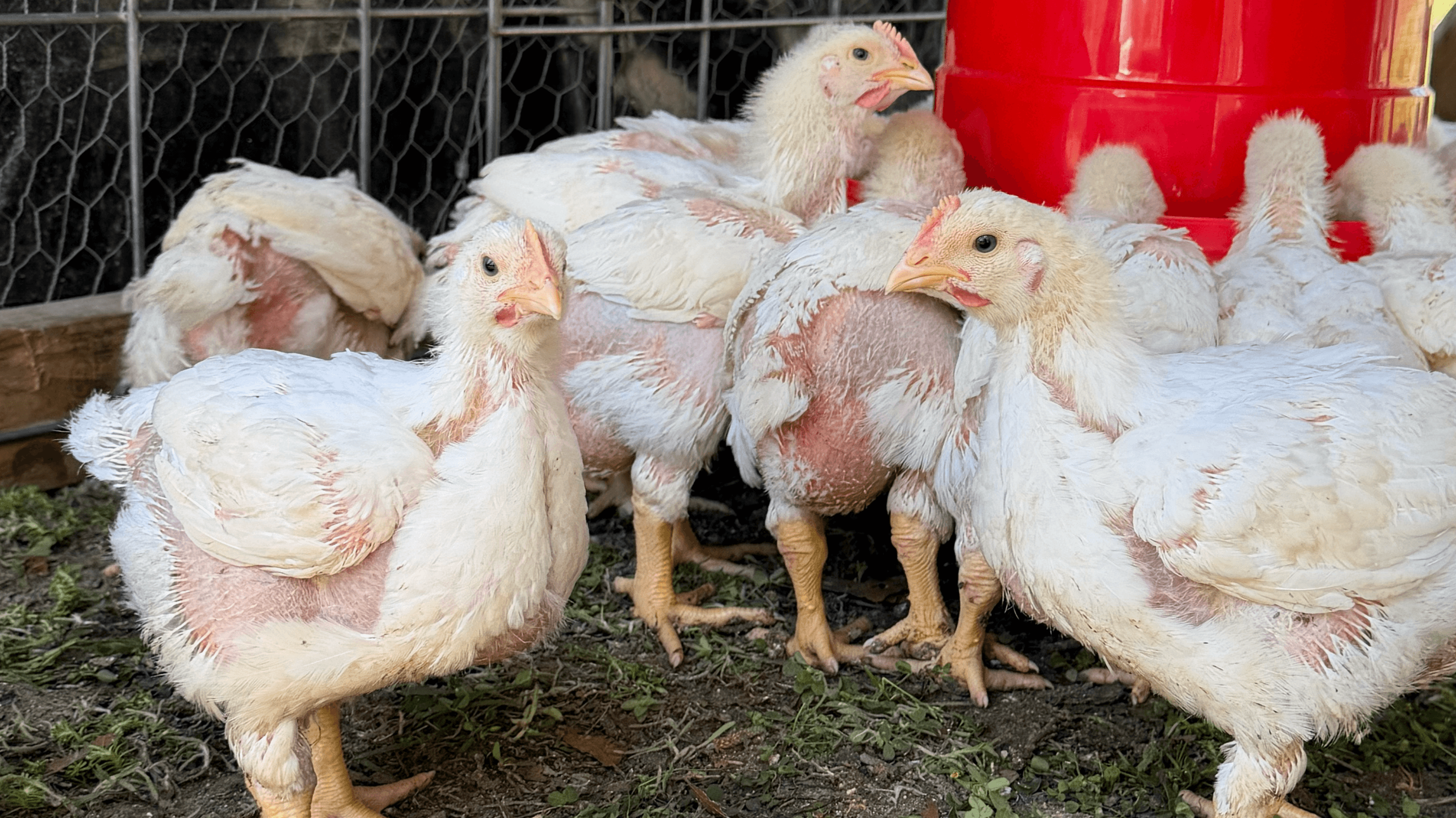 Pasture to Plate: The Workbook