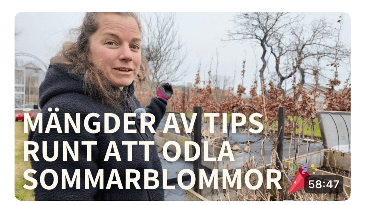 Så här planerar du din odling med sommarblommor
