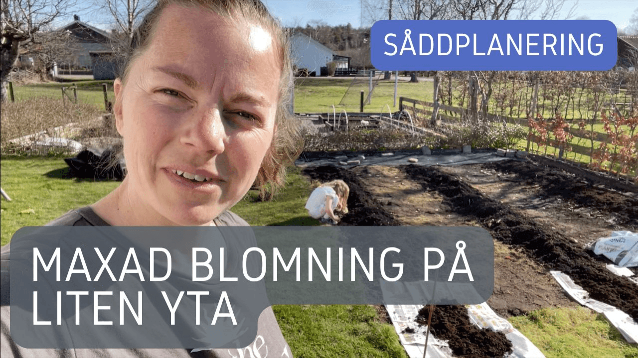 Mer blommor på liten yta - Maxa din odling