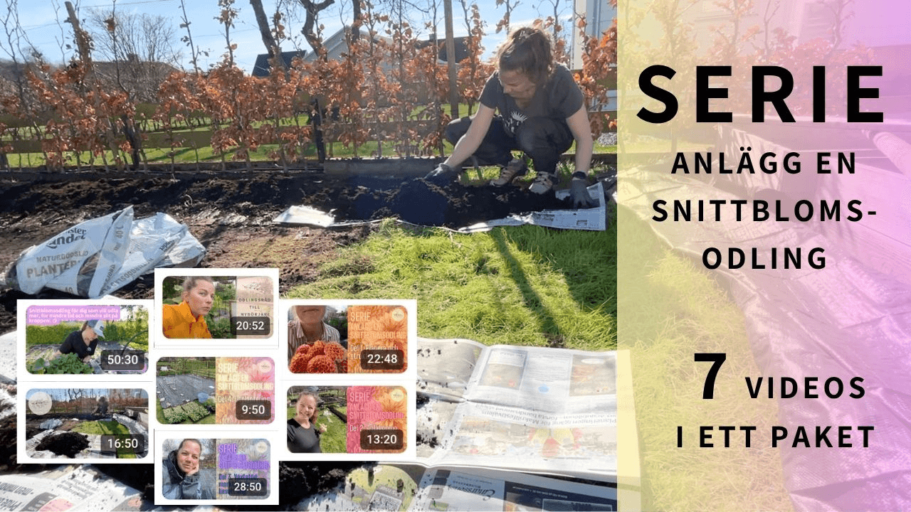 SERIE - Anlägg en snittblomsodling