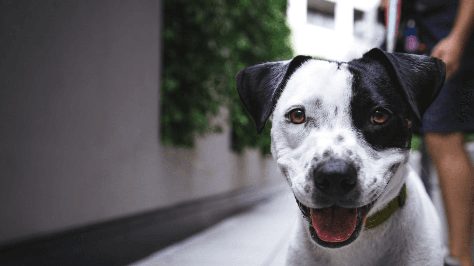 What To Do If an Off-Leash Dog Attacks