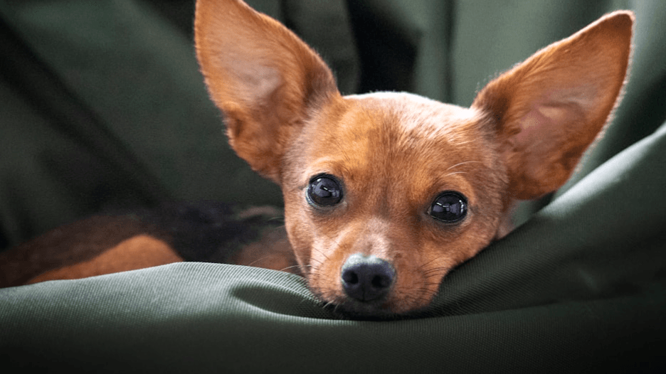 DOGA: A Yoga Practice with your Dog