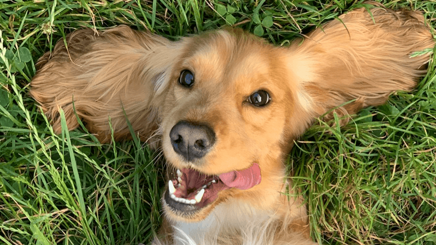 Keep Your Dog Safe This 4th of July: Virtual Class
