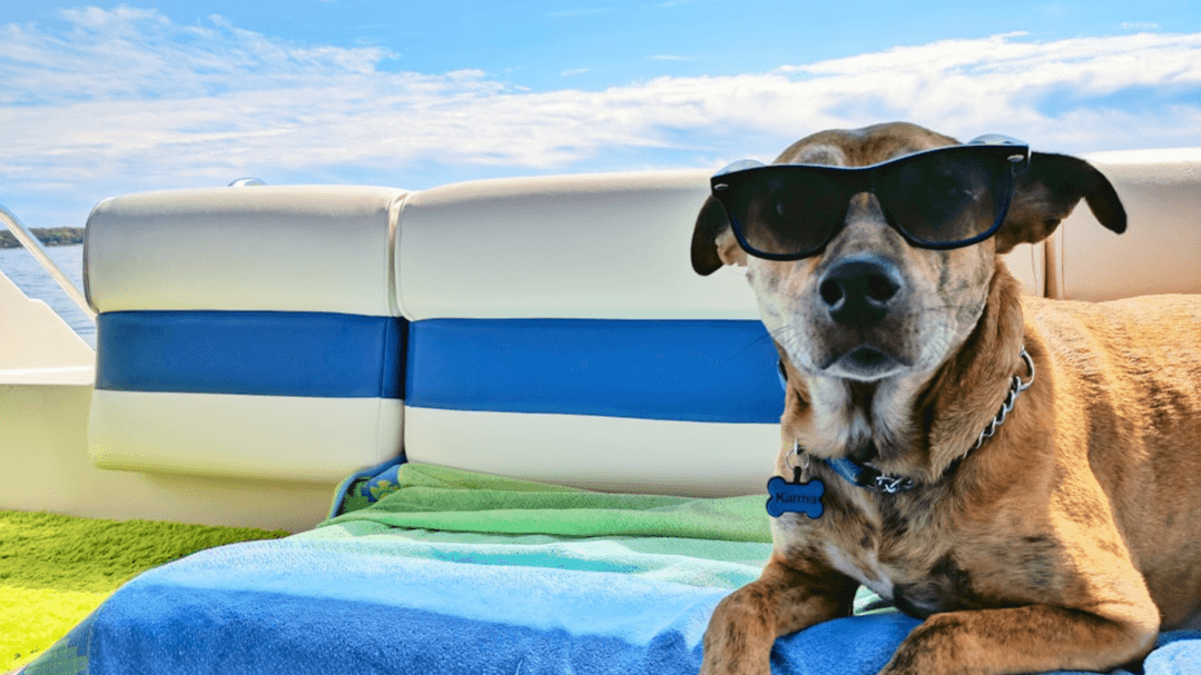 Flying With Your Dog Made Easy