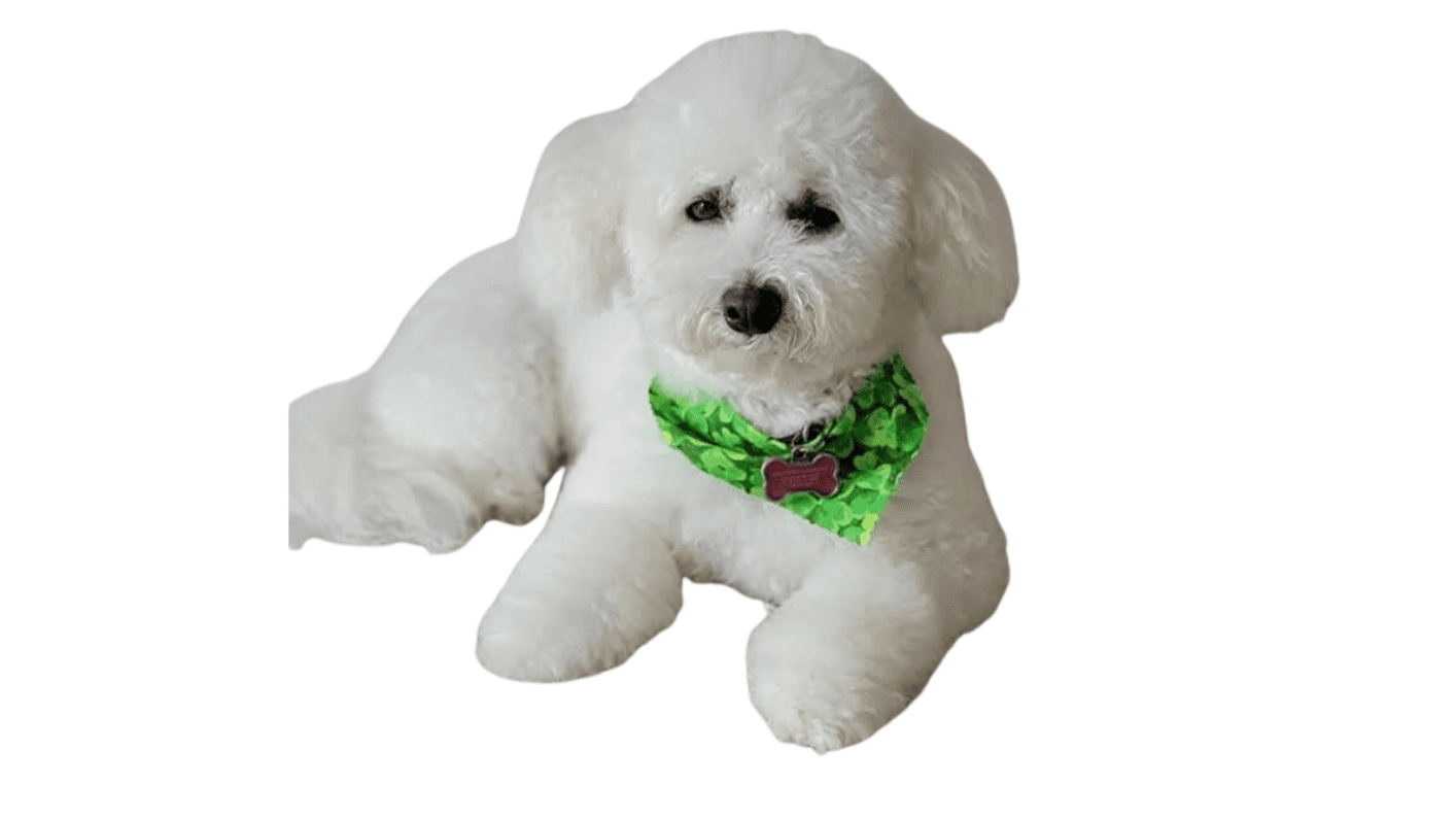Canine Cuisine: Fresh Food Meal Prep E-Cookbook