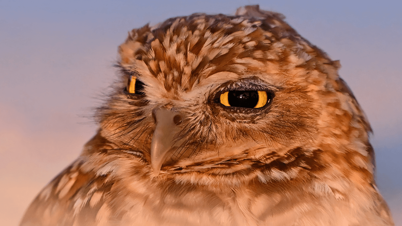 2026 A Year in Focus: Owl Edition Calendar 11"x16"