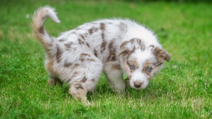 Ultimate no BS puppy potty training guild
