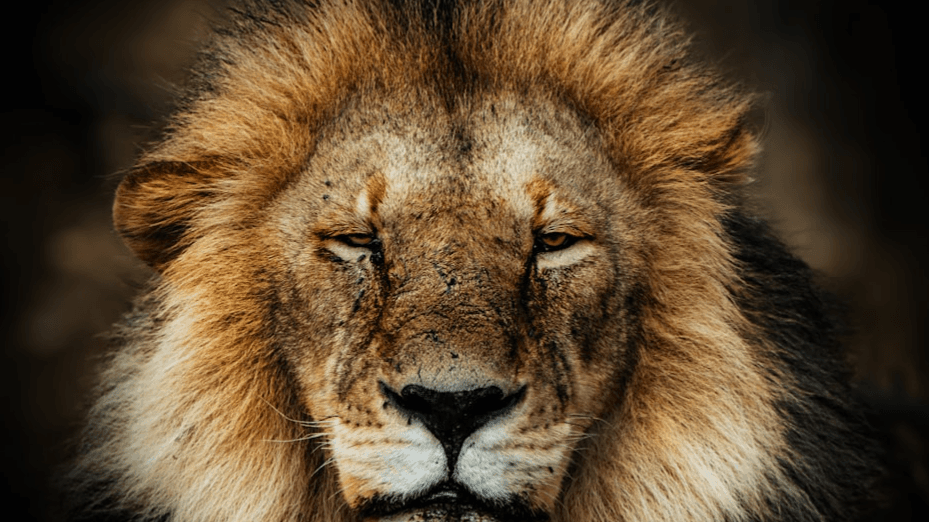 Daniel and the Lion's Den Lesson and Template
