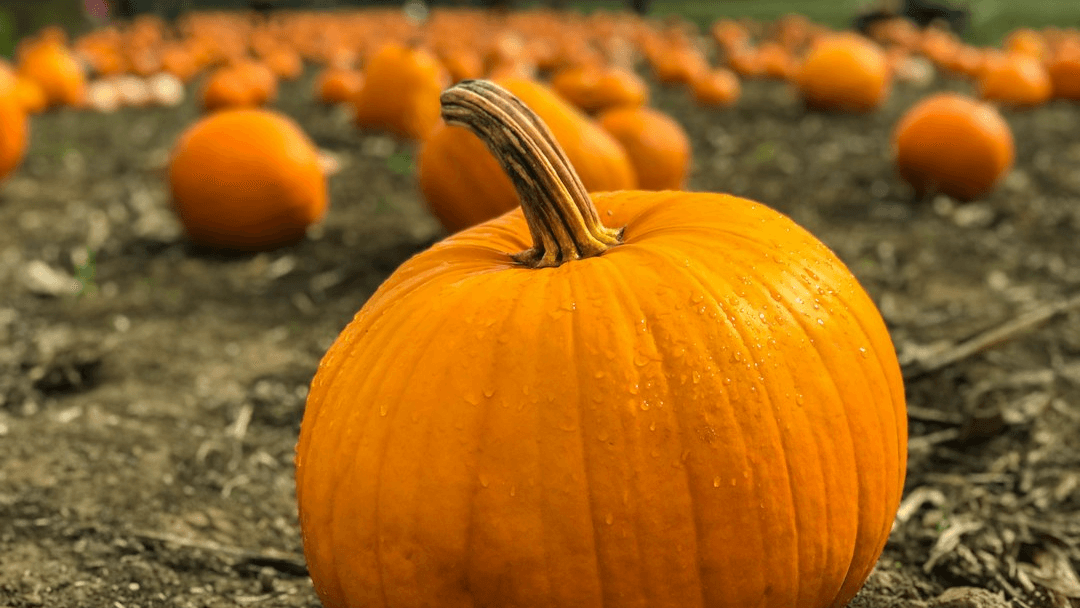 Pumpkin Gospel
