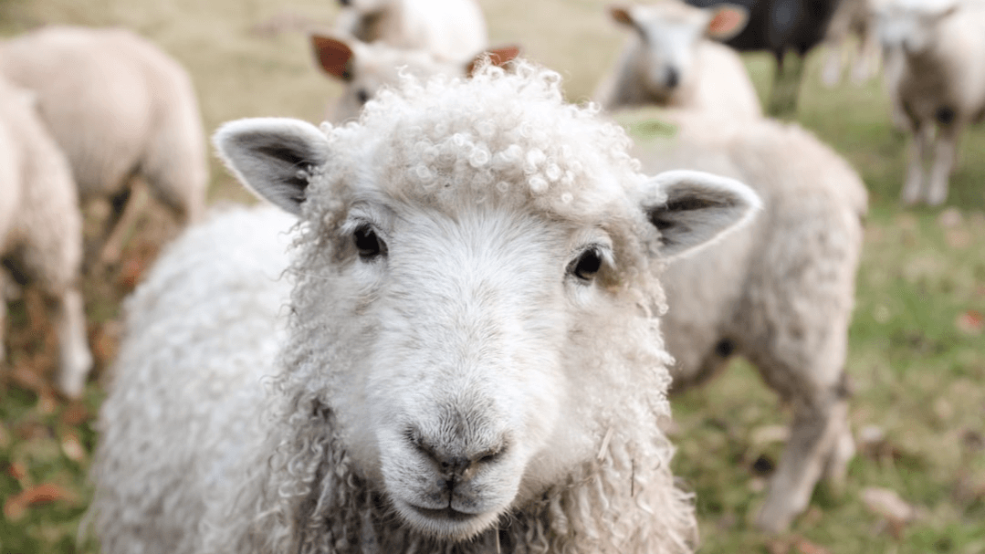 Jesus Is My Shepherd Bible Lesson Page