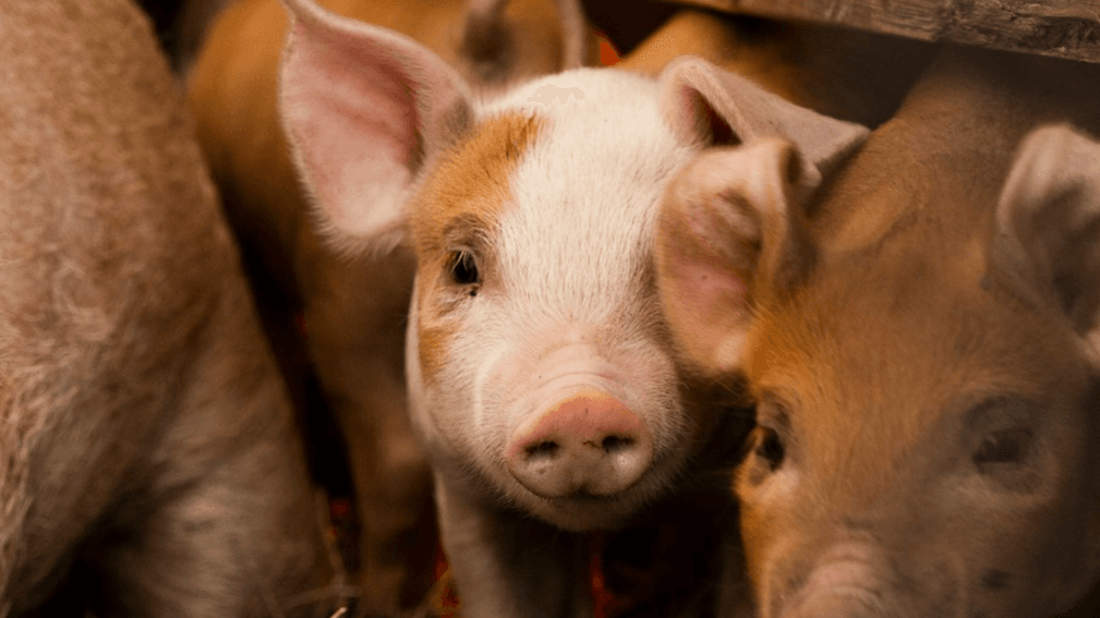 God Made the Animals Bible Lesson Page