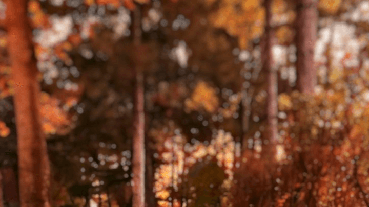 FREE  FALL GUIDE TO MONCKS CORNER!