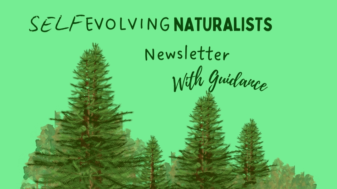 Transform with The S.E.N Newsletter