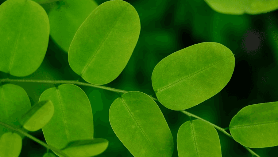 Plant 100 Trees in Your Name