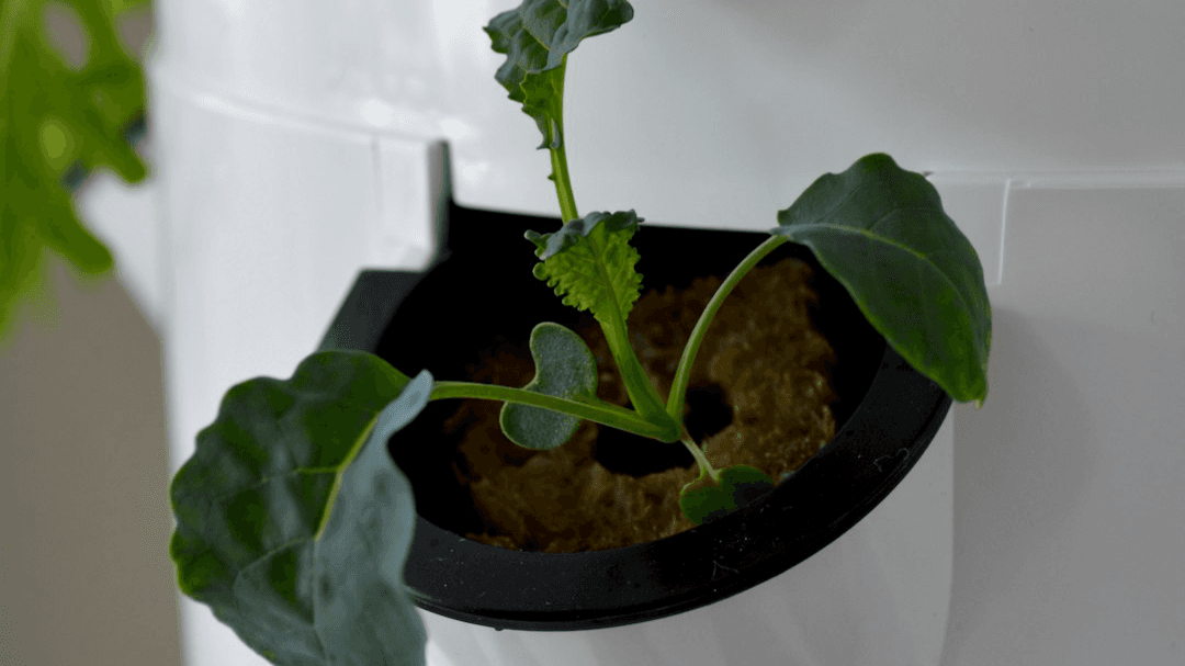 Join the O'ahu Tower Garden Hui (Annual)