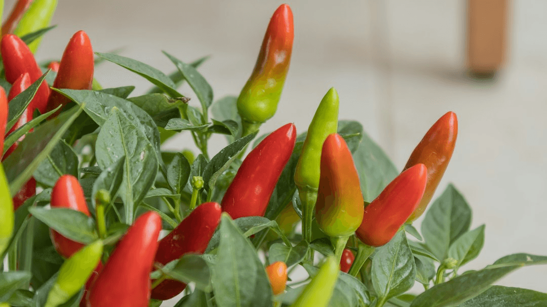 The Indoor Food Garden Challenge (presale)
