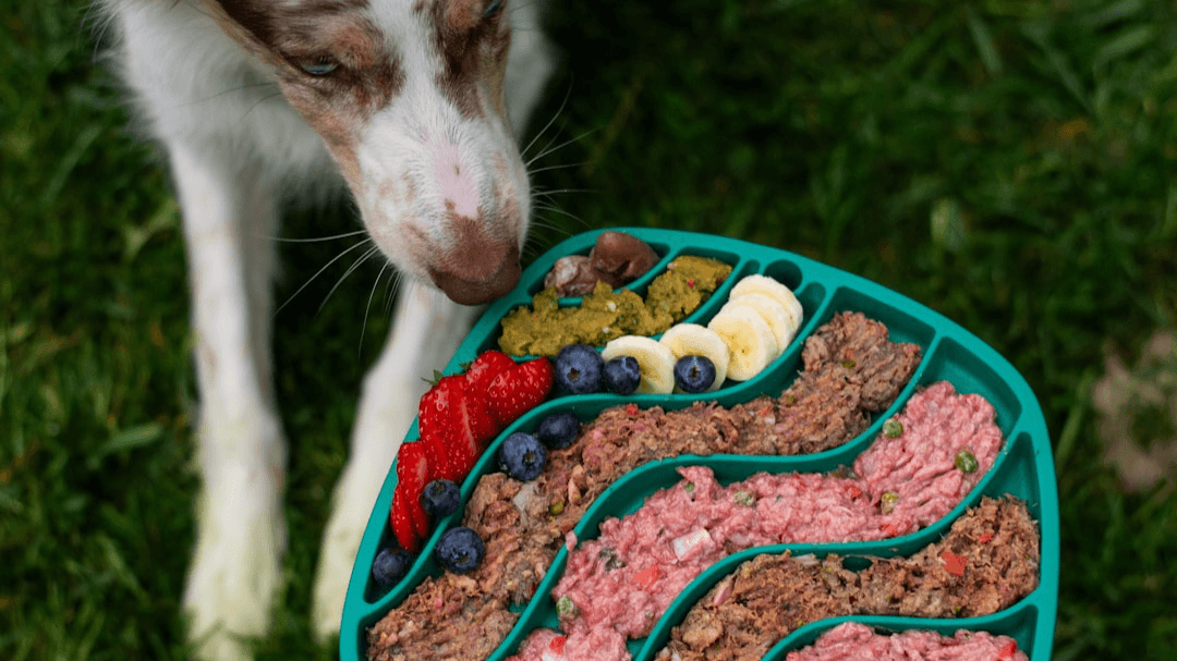 Starter Wellness Plan 2 Pets 