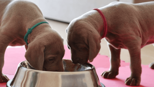 Comprehensive Nutrition Plan 2 Pets