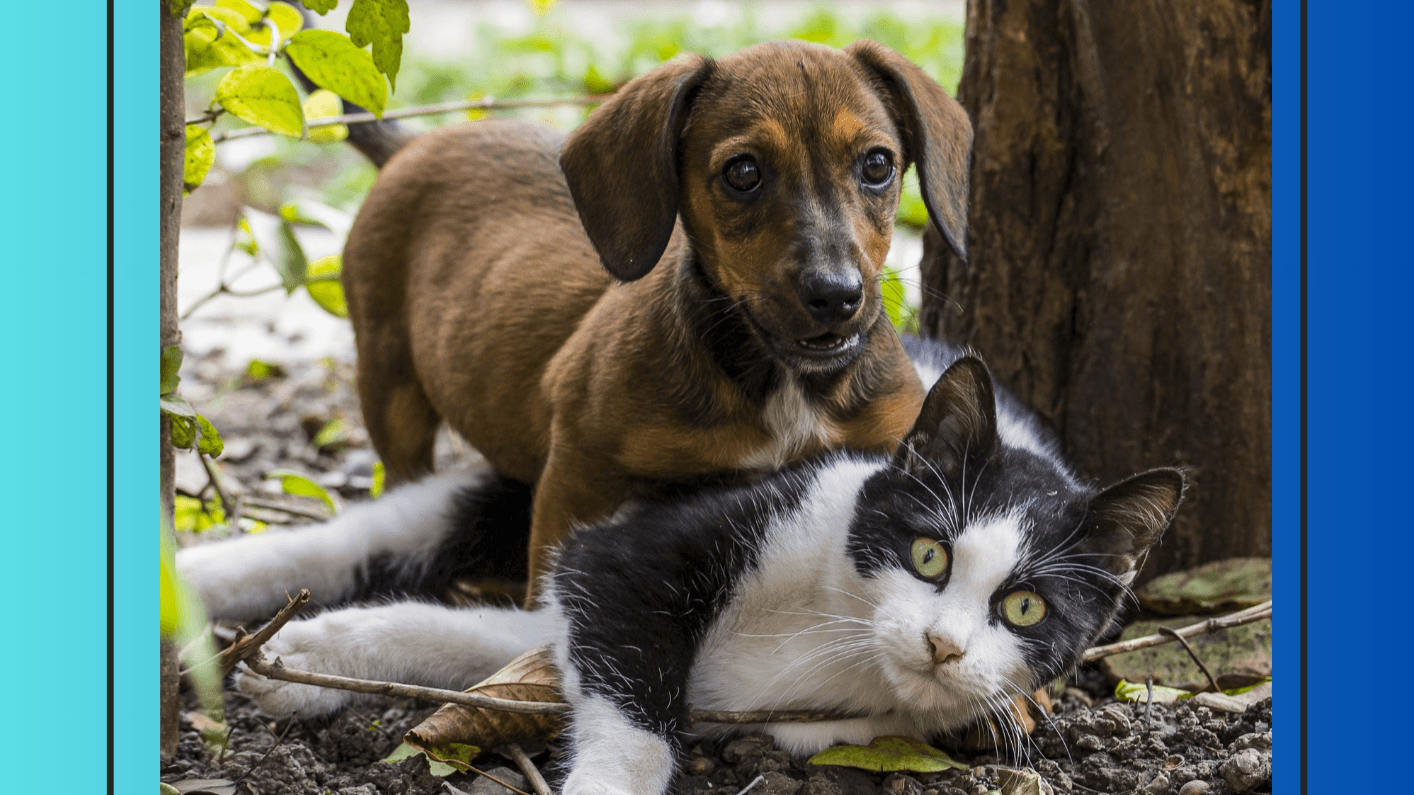 The Essential Guide To Pet Care