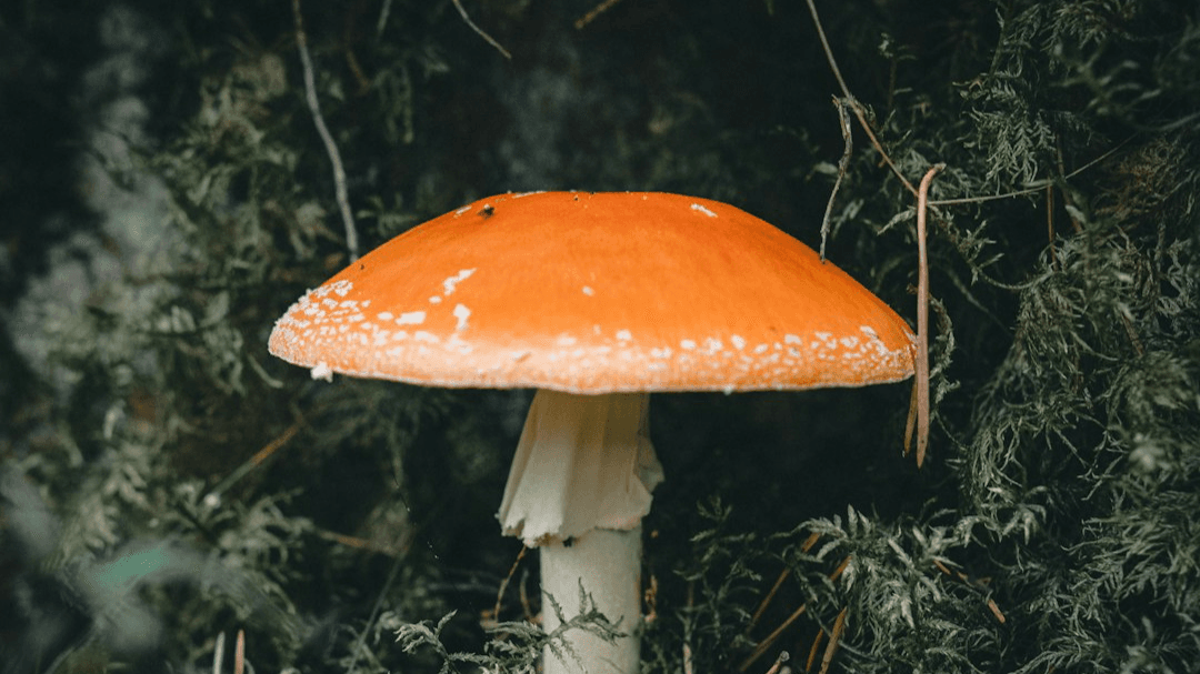 Shroom Curious: A complete guide to Psilocybin
