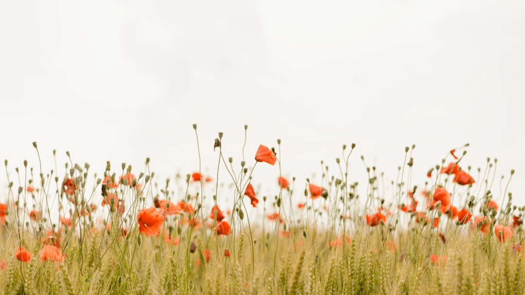 FREE Pelvic Floor Guide