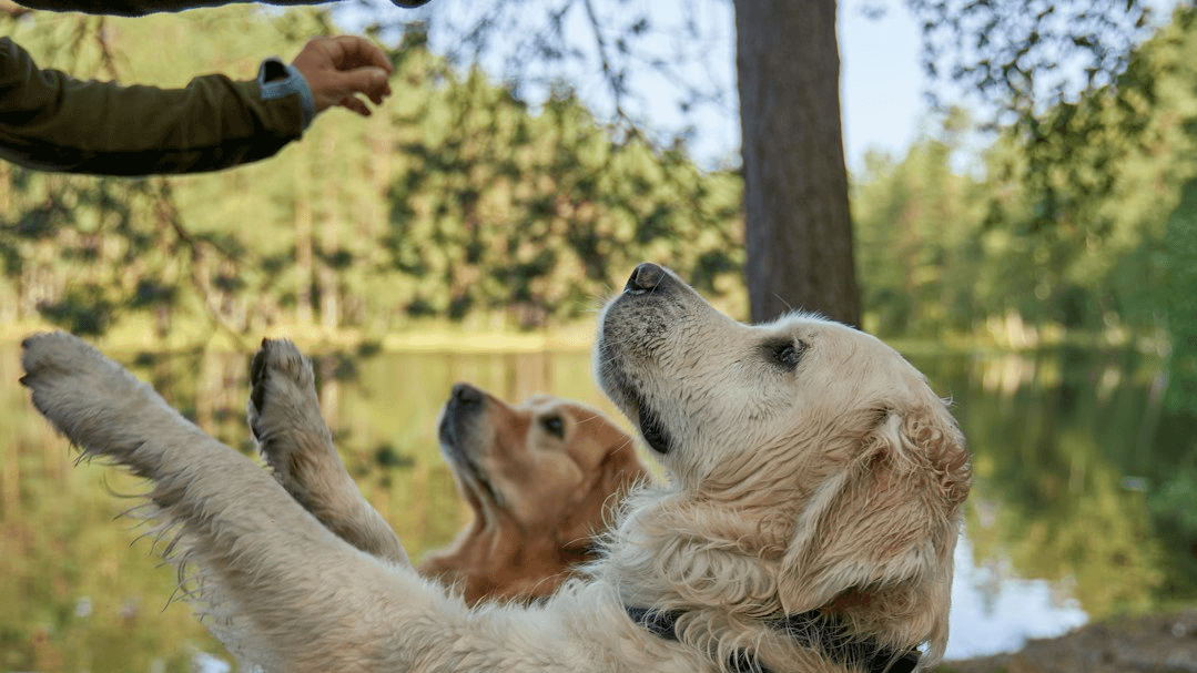 Grab your Puppy Plan & exclusive offers!