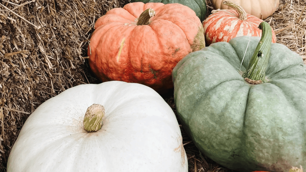 Grab My Charleston Fall Guide!
