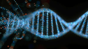 DNA Performance Blueprint
